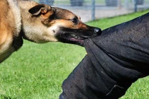 Xôn xao chuyện bé trai phát ra tiếng giống chó kêu, bị đồn là bệnh dại