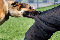 Xôn xao chuyện bé trai phát ra tiếng giống chó kêu, bị đồn là bệnh dại