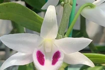 Chiêu trò trong giới buôn lan đột biến