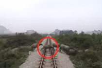 Video: Khoảnh khắc tàu hỏa tông chết đàn trâu thả rông đi qua đường ray