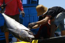 Thủ phủ cá ngừ đại dương tại Phú Yên