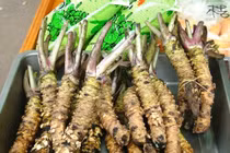 Loại cải "vừa cay vừa đắng", giá bán tới 2 triệu đồng/kg