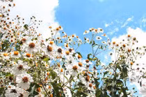 Dã quỳ ra hoa trắng tinh khôi đẹp độc nhất ở xứ sở sương mù