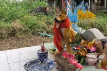 Ly kỳ xung quanh việc thờ “Thiên cẩu” tại ngôi miếu thiêng xứ Huế