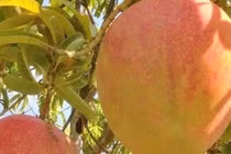 Xoài Úc bán đầy chợ 10.000 đồng/kg vẫn ế