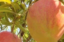 Xoài Úc bán đầy chợ 10.000 đồng/kg vẫn ế