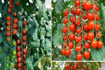 Dở khóc dở cười cà chua chuỗi ngọc biến hình thành rau đay
