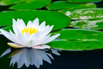 Trong đời có 7 điều cần phải "nhẫn" để đại thành công