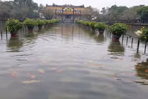 Cá bơi tung tăng giữa Đại nội Huế, du khách kéo tới nghìn nghịt