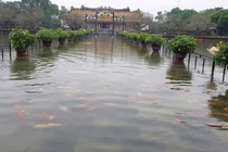 Cá bơi tung tăng giữa Đại nội Huế, du khách kéo tới nghìn nghịt