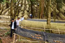 Hoang mang vì sâm tiền tỷ 'quốc bảo' bán tràn lan trên mạng