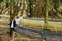 Hoang mang vì sâm tiền tỷ 'quốc bảo' bán tràn lan trên mạng