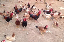 Cho gà mía uống thuốc bắc bán trứng lãi lớn 