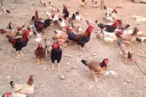 Cho gà mía uống thuốc bắc bán trứng lãi lớn 