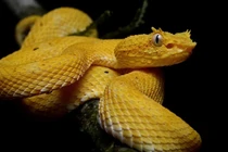 Video: Cách săn mồi của loài rắn độc nhất thế giới