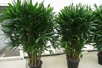 Kì lạ 5 loại cây cảnh phong thủy có khả năng chống ung thư