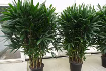 Kì lạ 5 loại cây cảnh phong thủy có khả năng chống ung thư