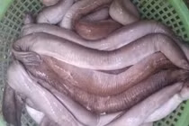 Loài cá đặc sản ở Việt Nam xưa giá rẻ bèo nay lên tới 400.000 đồng/kg