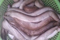 Loài cá đặc sản ở Việt Nam xưa giá rẻ bèo nay lên tới 400.000 đồng/kg