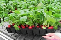 Tự trồng củ cải đỏ ngọt thơm tại nhà cho bữa ăn ngon thêm sạch