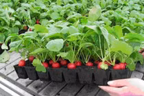 Tự trồng củ cải đỏ ngọt thơm tại nhà cho bữa ăn ngon thêm sạch