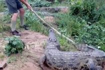 Chuyên gia cá sấu cầm gậy chọc cá sấu khổng lồ và cái kết