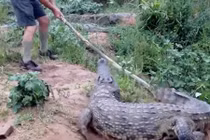 Chuyên gia cá sấu cầm gậy chọc cá sấu khổng lồ và cái kết