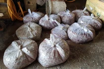 Bí ẩn những thương lái đi mua vảy cá