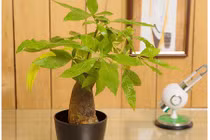 Trồng cây phong thủy để bàn làm việc giúp tài lộc vào "ầm ầm"