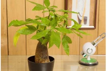 Trồng cây phong thủy để bàn làm việc giúp tài lộc vào "ầm ầm"