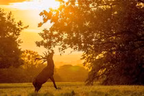 Ngỡ ngàng trước thiên nhiên đẹp đến mê hồn trong sắc Thu huyền ảo