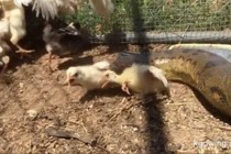 Thả trăn anaconda khổng lồ vào chuồng gà và cái kết rùng mình