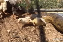 Thả trăn anaconda khổng lồ vào chuồng gà và cái kết rùng mình