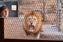 Video: Sư tử gầm thét dọa chủ nhà qua cửa sổ nhà bếp