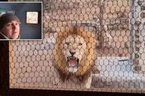 Video: Sư tử gầm thét dọa chủ nhà qua cửa sổ nhà bếp