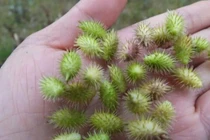 Loại quả gai mọc dại ở Việt Nam khi gia công có giá đắt "không tưởng"