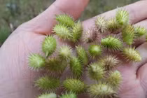 Loại quả gai mọc dại ở Việt Nam khi gia công có giá đắt "không tưởng"