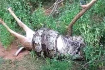 Video: Trăn khổng lồ nuốt trọn con hươu trước mặt du khách