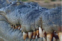 78 cá sấu tẩu thoát, thành phố Trung Quốc náo loạn