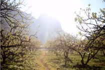 Rừng hoa mận nở trắng trời Mộc Châu thu hút giới trẻ