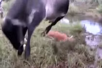 Video: Trăn khủng siết chết bê con, bò mẹ điên cuồng trả thù