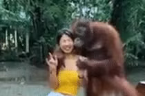 Video: Đười ươi thản nhiên ôm hôn, sàm sỡ vòng 1 của gái xinh