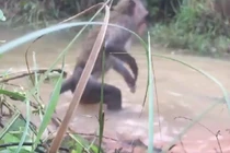 Video: Hai cậu bé lao xuống đầm cứu khỉ con khỏi hàm trăn khủng
