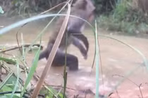 Video: Hai cậu bé lao xuống đầm cứu khỉ con khỏi hàm trăn khủng