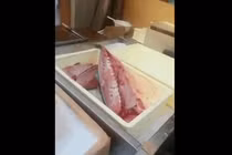 Video: cá mất đầu, lọc xương vẫn "nhảy múa" trên khay đựng