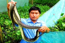 Khoanh lưới gần 2.000 con rắn loang lổ ở Hậu Giang