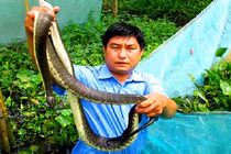 Khoanh lưới gần 2.000 con rắn loang lổ ở Hậu Giang