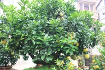 Cây cam, cây chanh trong phong thủy