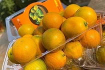 Giá rẻ chưa từng có, quất ngọt Đài Loan tràn ngập chợ