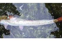 Câu được cá lăng dài 2m: Đại gia Hà Nội lập tức xuống tiền